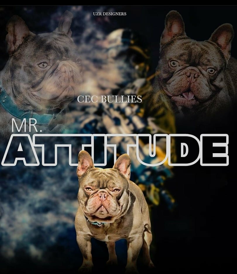 MR ATTITUDE